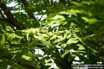 Photo: Juglans mandshurica 6.