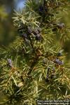 Photo: Juniperus communis 14.