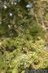 Photo: Juniperus communis 15.