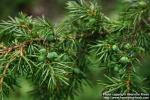 Photo: Juniperus communis 17.