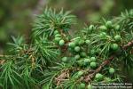 Photo: Juniperus communis 18.