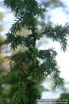 Photo: Juniperus communis 21.