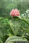 Photo: Justicia carnea 1.