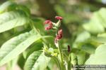 Photo: Juglans ailanthifolia 11.