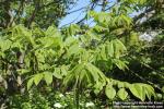 Photo: Juglans ailanthifolia 14.