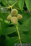 Photo: Juglans ailanthifolia 1.