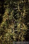 Photo: Juniperus communis 9.