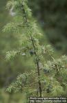 Photo: Juniperus communis.