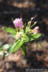 Photo: Kalmia polifolia 0.