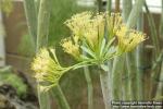 Photo: Kleinia neriifolia 0.