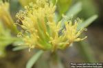 Photo: Kleinia neriifolia 2.