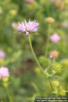 Photo: Knautia drymeia inte 1