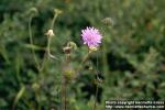 Photo: Knautia arvensis 2.