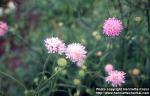 Photo: Knautia arvensis 3.