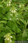 Photo: Lamium album 6.