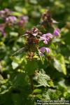 Photo: Lamium maculatum 2.