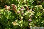 Photo: Lamium maculatum 3.