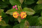 Photo: Lantana camara.