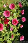 Photo: Malope trifida 3.