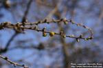 Photo: Larix decidua 5.