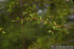 Photo: Larix gmelinii.