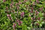 Photo: Lamium maculatum 5.