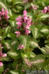 Photo: Lamium maculatum 7.