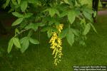 Photo: Laburnum x watereri 1.