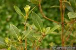 Photo: Laurus nobilis 5.