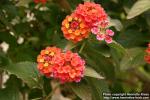 Photo: Lantana camara 2.