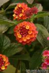 Photo: Lantana camara 3.