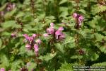 Photo: Lamium maculatum 8.