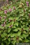 Photo: Lamium maculatum 9.