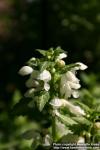 Photo: Lamium maculatum 12.