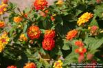 Photo: Lantana camara 6.