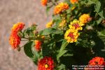 Photo: Lantana camara 7.