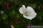 Photo: Malope trifida 6.