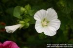 Photo: Malope trifida 7.