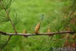 Photo: Larix laricina.