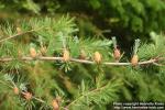 Photo: Larix laricina 1.