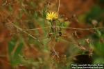 Photo: Lactuca virosa 1.