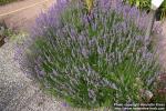 Photo: Lavandula angustifolia 7.