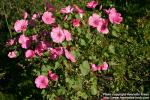 Photo: Lavatera trimestris 9.