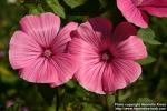 Photo: Lavatera trimestris 10.