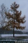 Photo: Larix kaempferi 1.