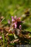 Photo: Lamium purpureum 1.