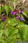 Photo: Lathyrus vernus 4.