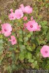 Photo: Lavatera trimestris 12.