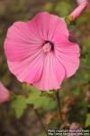 Photo: Lavatera trimestris 13.