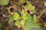 Photo: Lavatera trimestris 14.